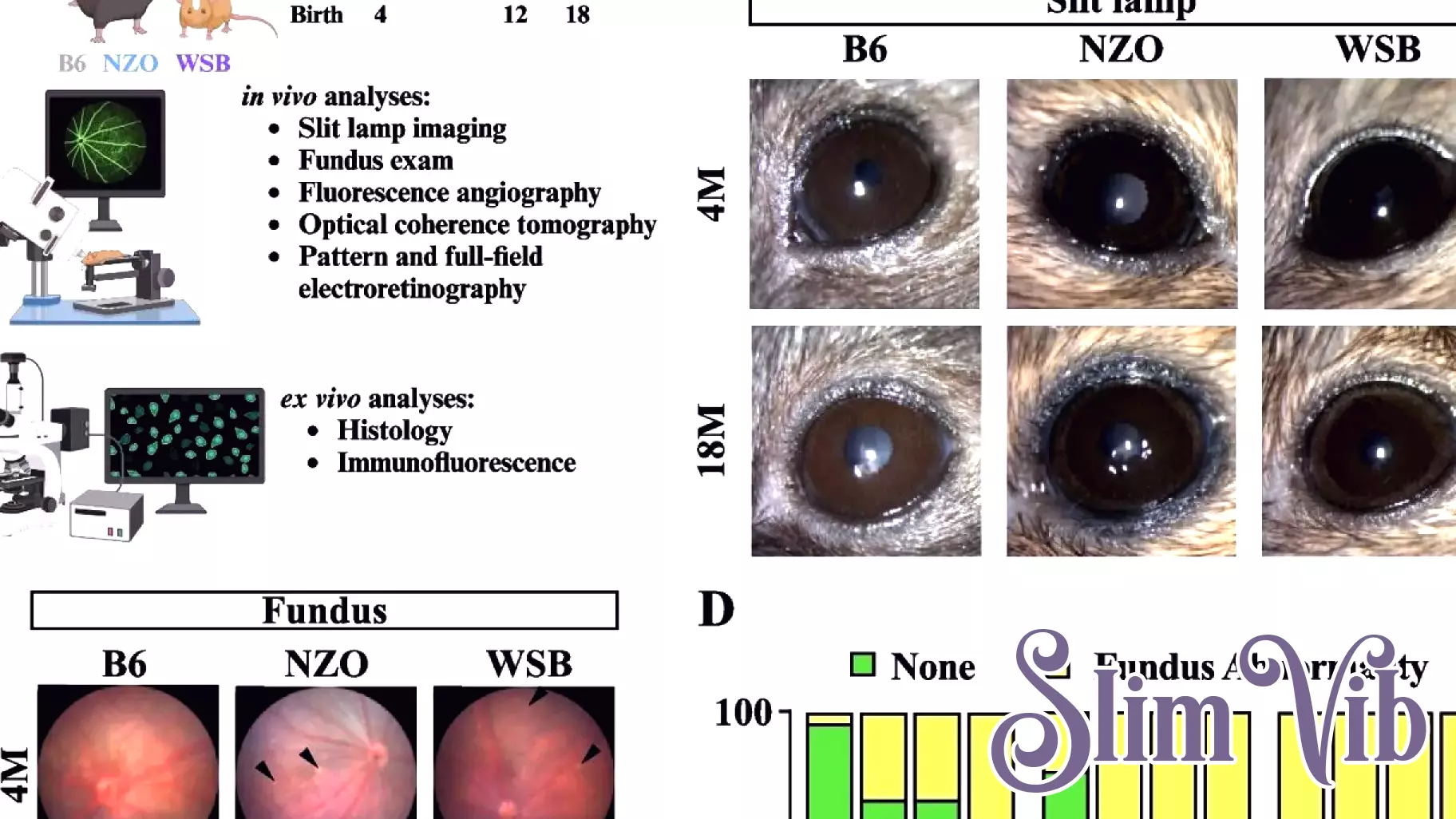 Insights into Eye Aging and Brain Health from Diverse Mouse Models